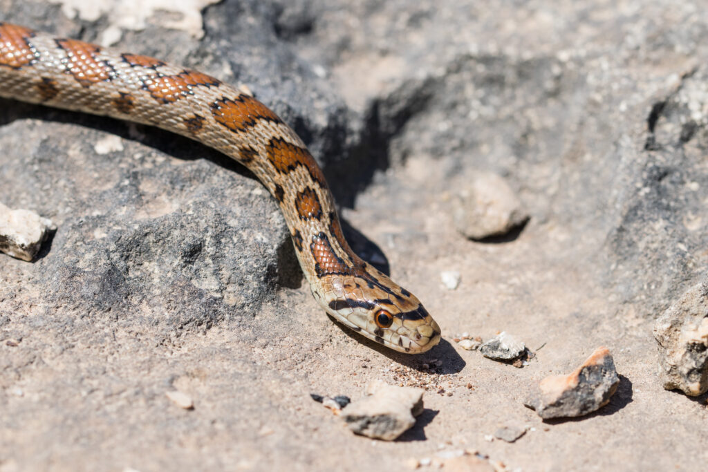 snake control services in Doha, Qatar | skymoon pest control Qatar
