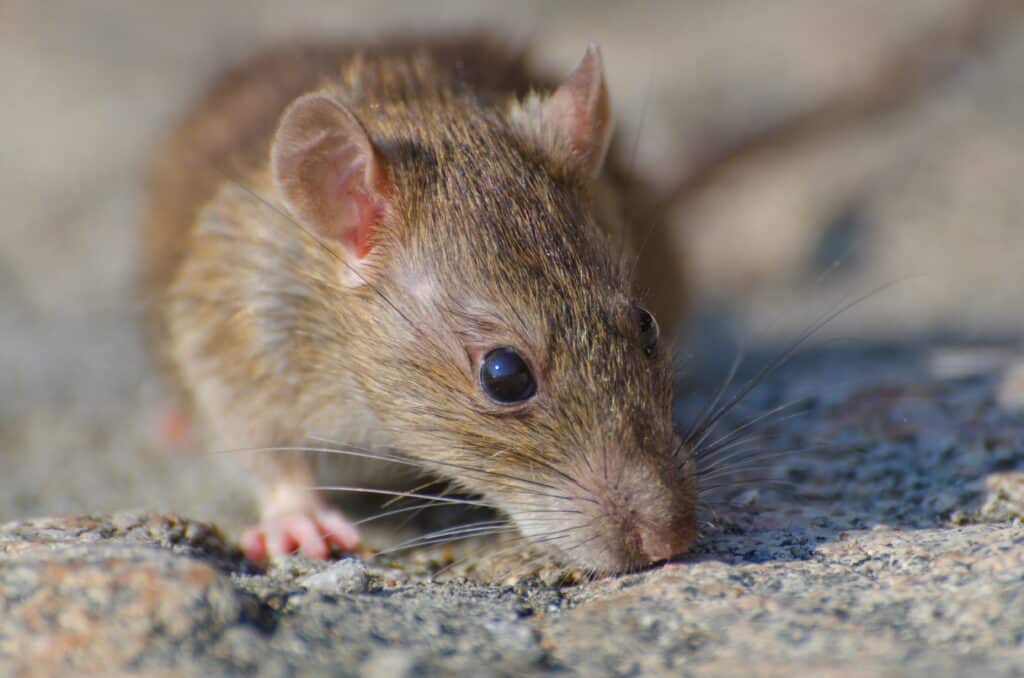 Rat control services in Doha, Qatar | skymoon pest control qatar