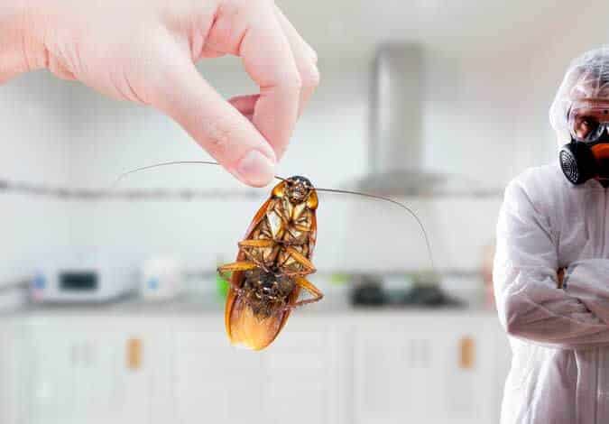 cockroach control services in Doha, Qatar