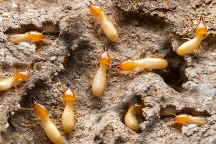 termite control services in doha qatar