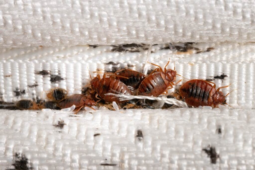 Bed bugs control services in Doha, Qatar