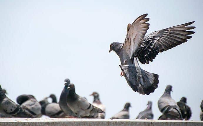 birds control services in doha qatar