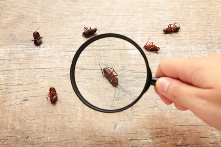 cockroach Pest control services in Doha, Qatar | Skymoon Pest Qatar