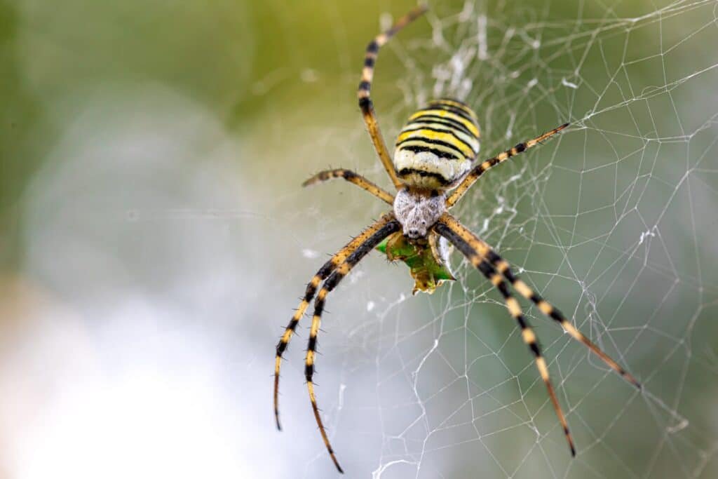 spider control services in doha qatar